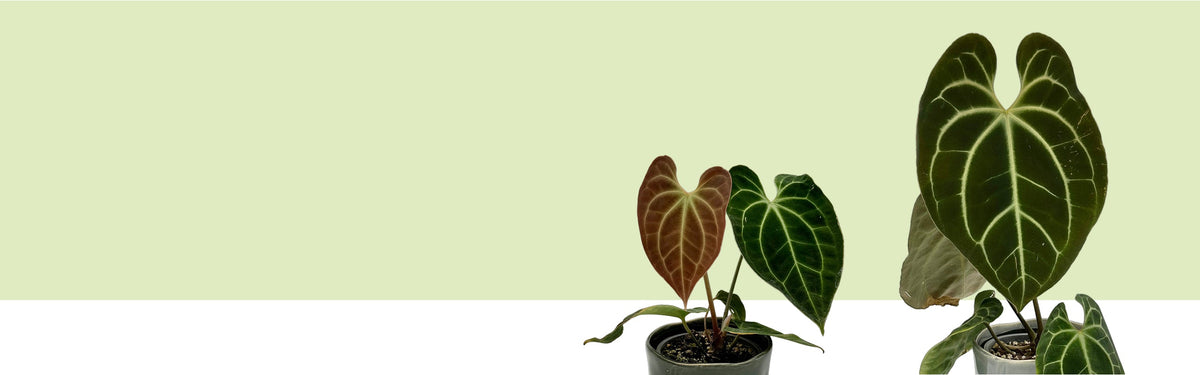 Zwei Anthurium besseae aff. aus dem Handel in Topfkultur, samtige dunkle Blätter mit hellen Adern, ein Blatt rotbraun austreibend