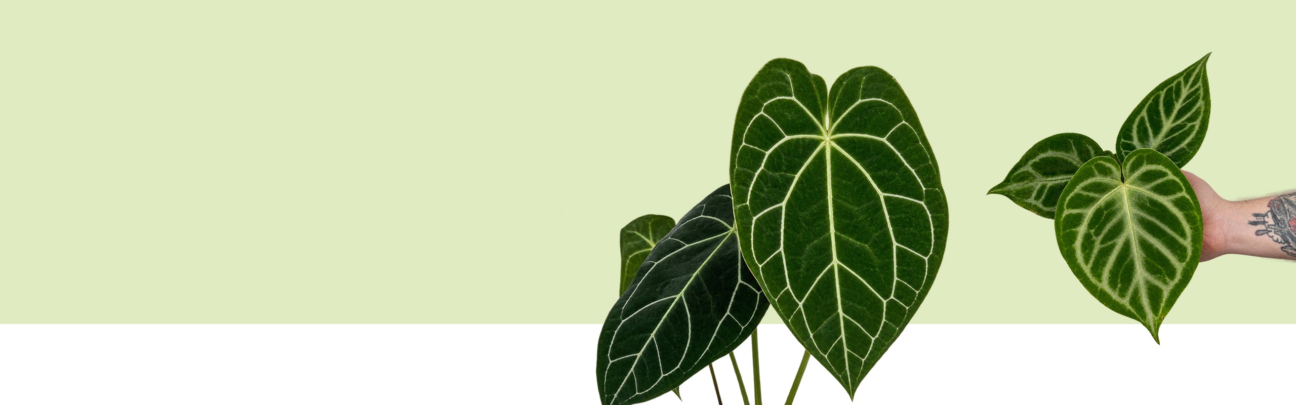 Blätter einer Anthurium crystallinum mit silbrigen Adern, freigestellt vor hellgrüner Fläche, Banner der Lexikonseite.