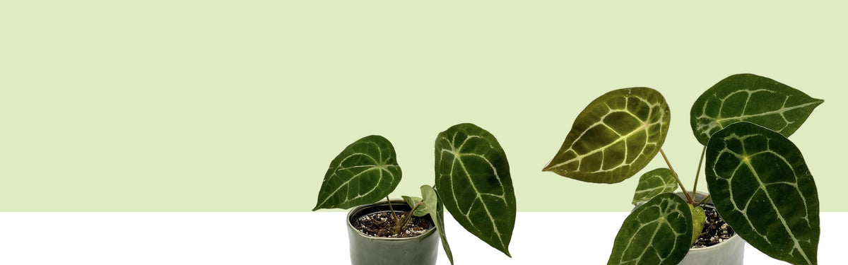 Zwei Anthurium forgetii mit rundlichen, samtig dunkelgrünen Blättern und hellen Adern, freigestellt vor hellgrüner Fläche, Banner der Lexikonseite.