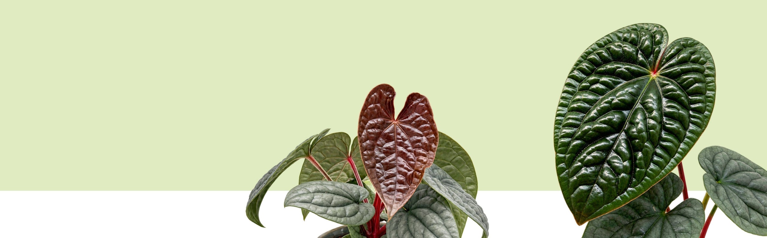 Anthurium luxurians mit tief gebuckelten, dunkelgrünen Blättern und einem jungen bronzefarbenen Blatt