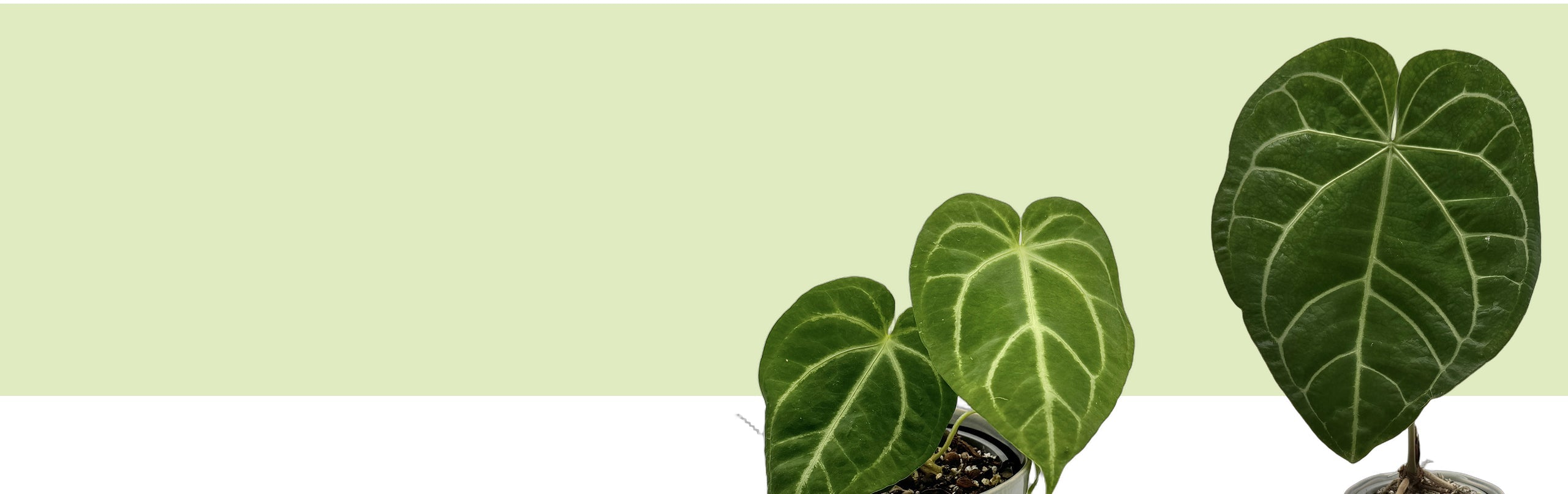 Drei Anthurium magnificum mit großen, samtig dunkelgrünen Herzblättern und hellen Adern, freigestellt vor hellgrüner Fläche, Banner der Lexikonseite.