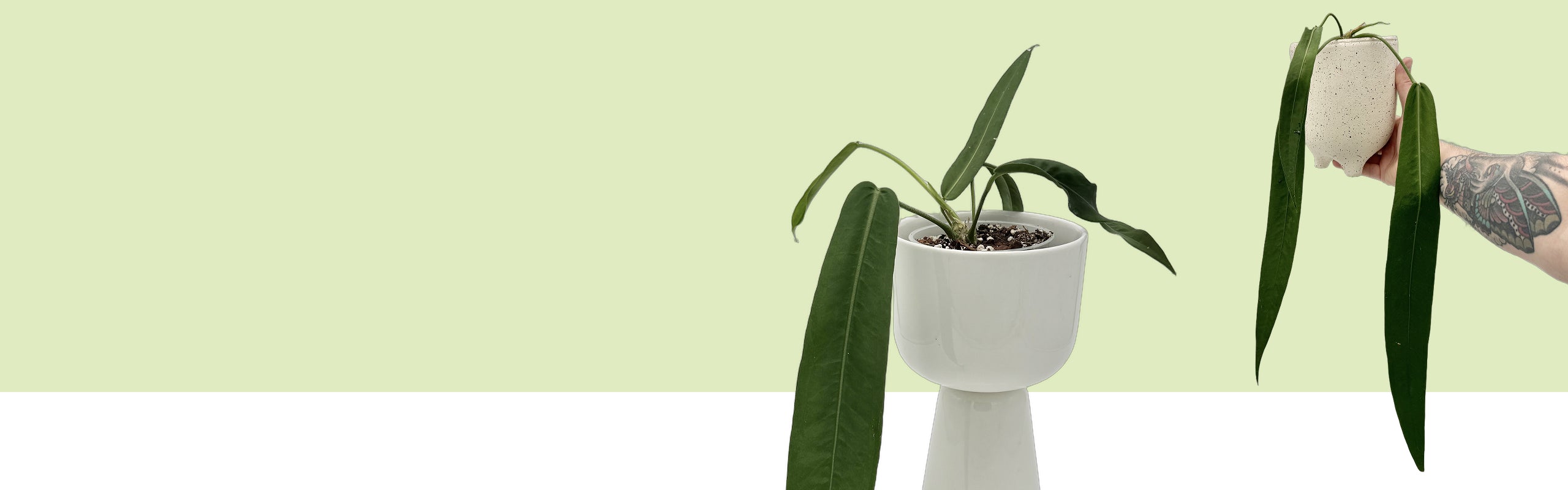 Anthurium pallidiflorum mit langen, schmalen Hängeblättern in einem weißen Topf, daneben eine Pflanze in einem gesprenkelten Übertopf in der Hand