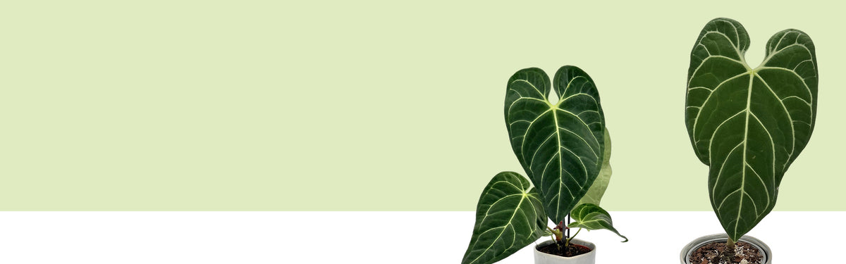 Zwei Anthurium regale mit samtig dunkelgrünen, herzförmigen Blättern und hellen Adern, freigestellt vor hellgrüner Fläche, Banner der Lexikonseite.