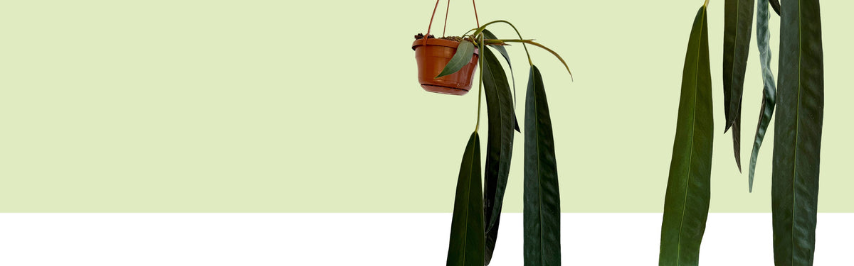 Anthurium wendlingeri im Hängetopf: lange, schmale, dunkelgrüne Riemenblätter hängen herab