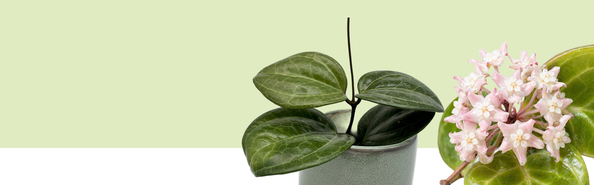 Junge Hoya latifolia mit vier großen, glänzend dunkelgrünen Blättern in einem grauen Topf, rechts daneben eine kugelige Dolde blassrosa Blüten vor hellgrünem Hintergrund
