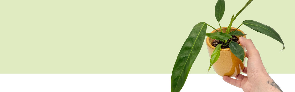 Philodendron patriciae im ockerfarbenen Keramiktopf, in der Hand gehalten, lange schmale Blätter vor hellgrüner Fläche, Banner der Lexikonseite