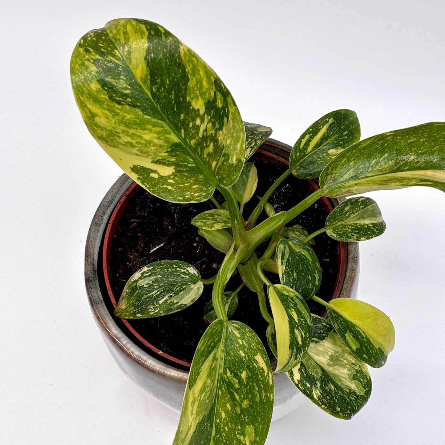Philodendron Green Congo variegata