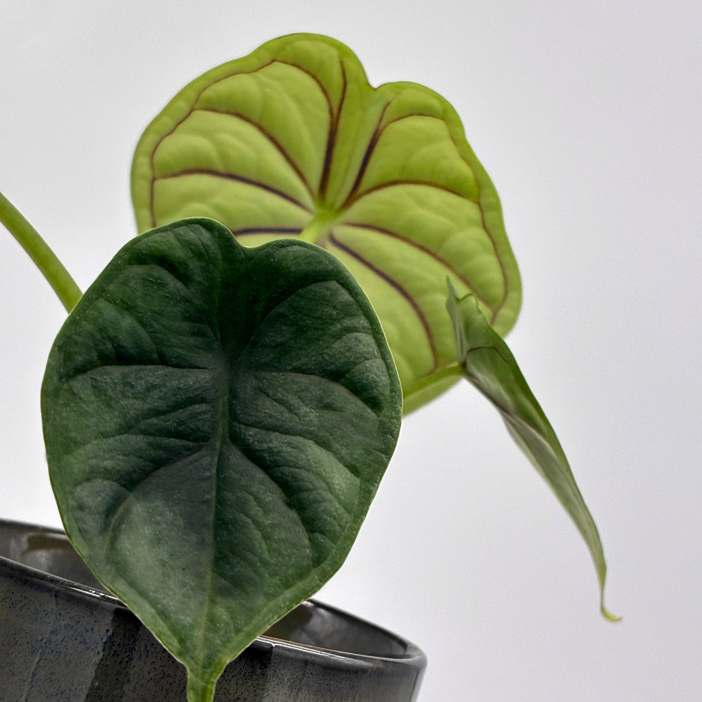 Alocasia Dragon Scale