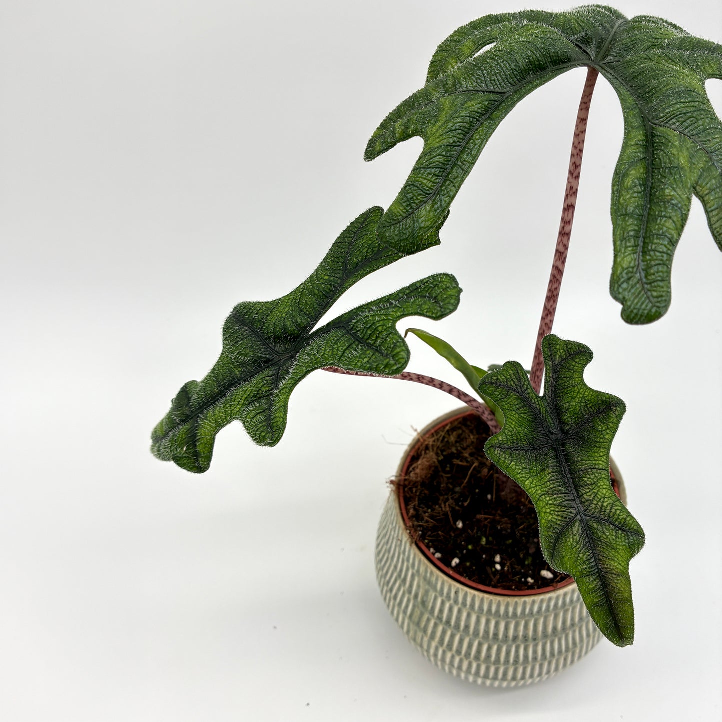 Alocasia Jacklyn