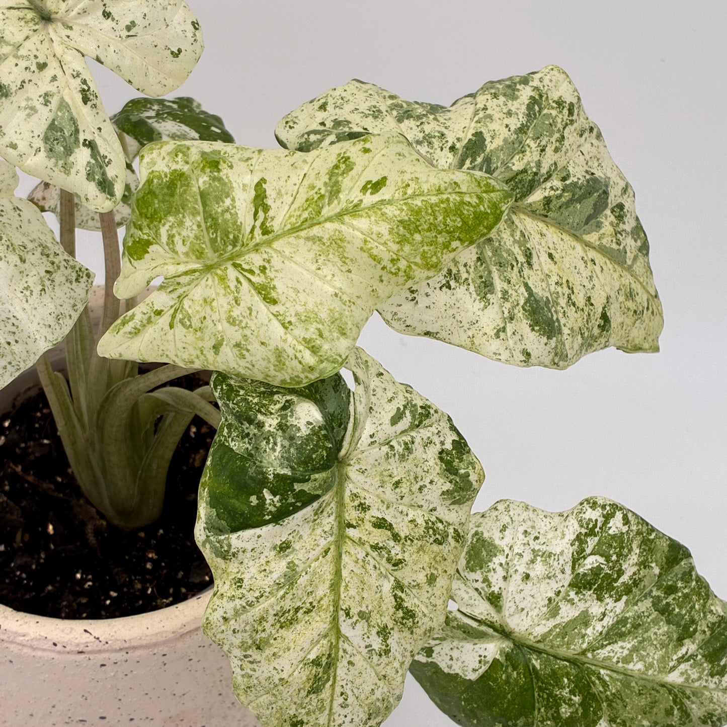 Alocasia odora variegata Batik