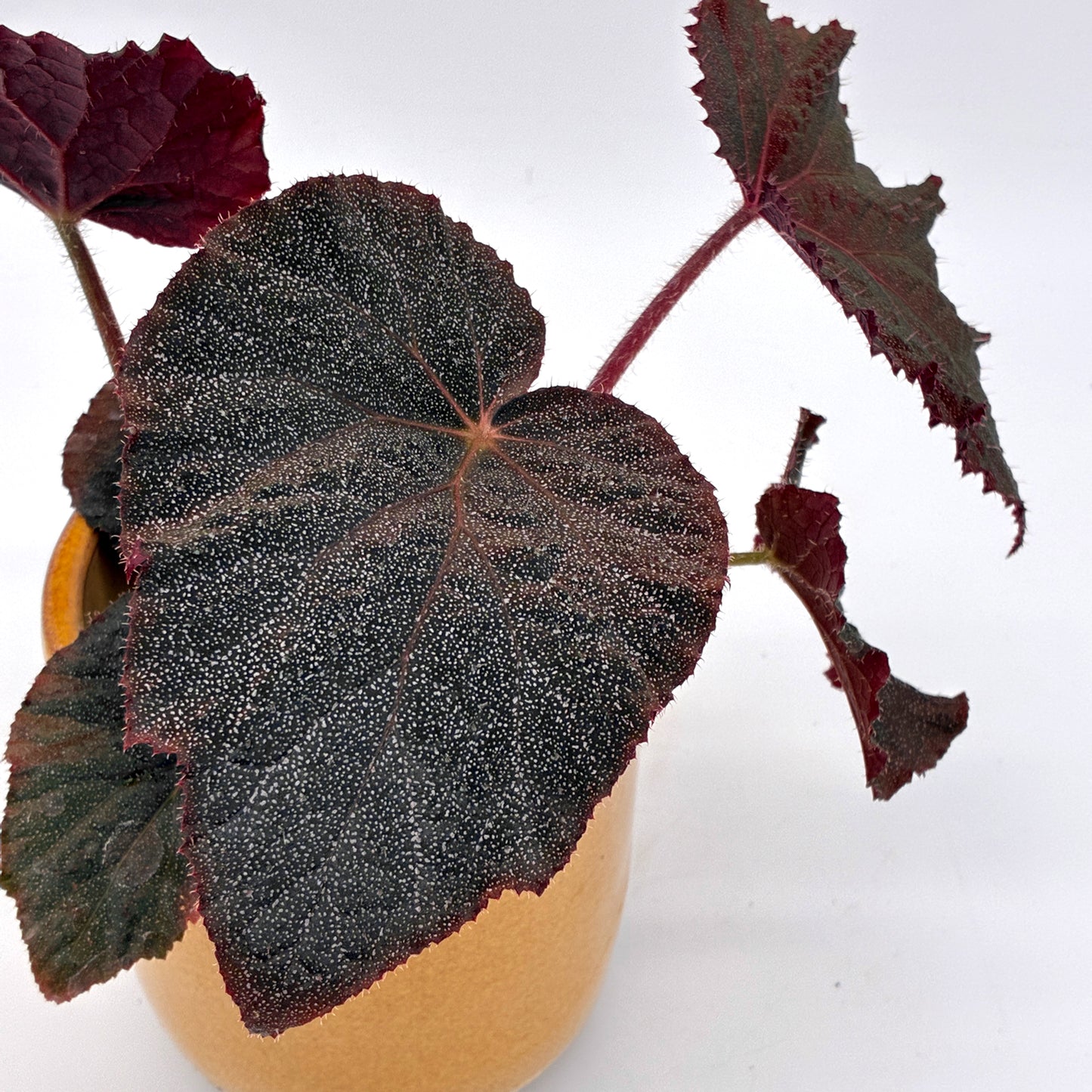 Begonia Taconite