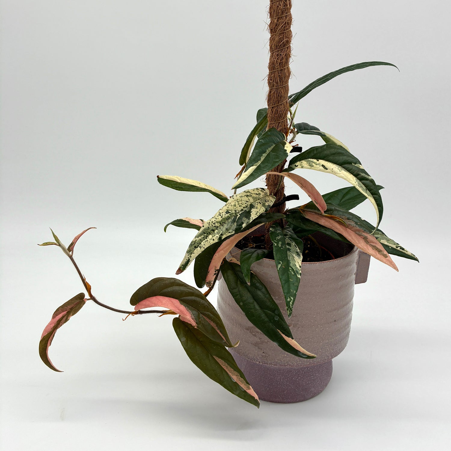 Ficus sagittata Variegata – Berlinplant