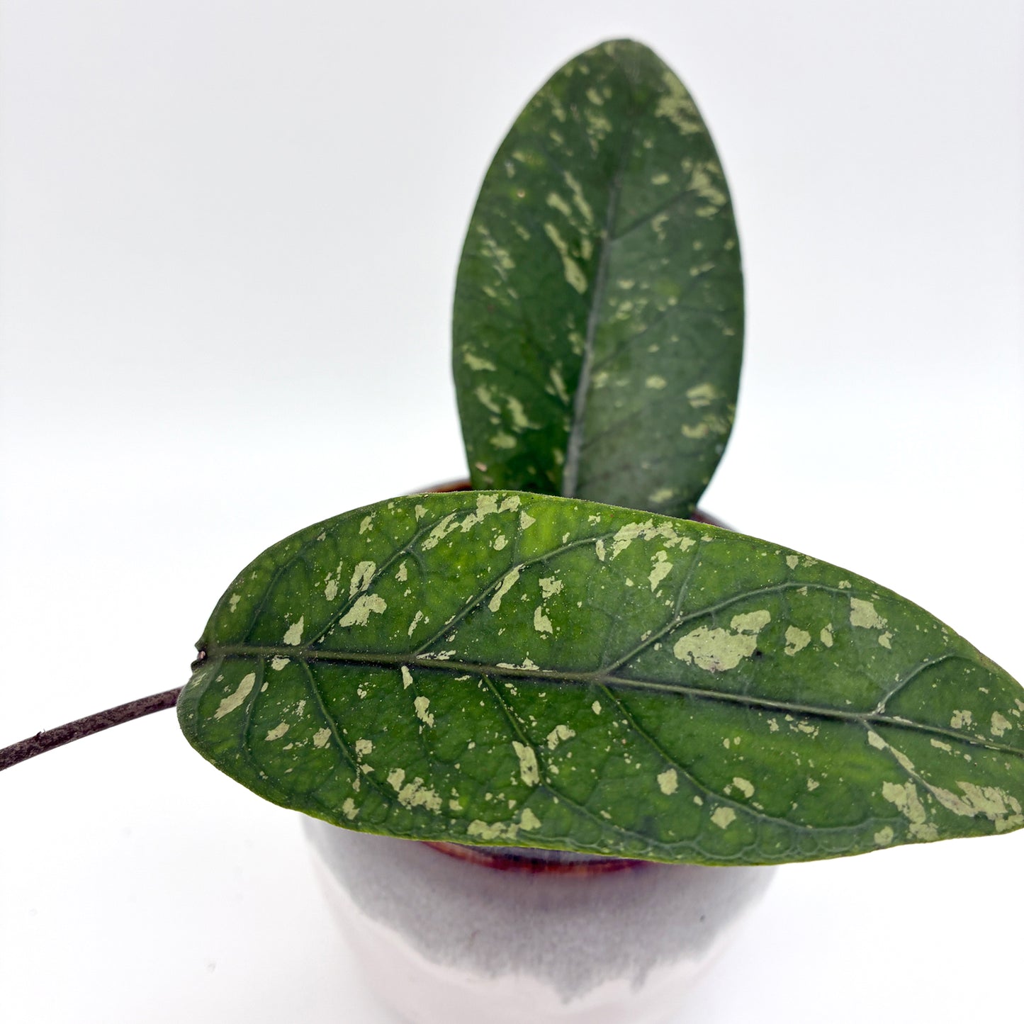 Hoya sp. Aceh