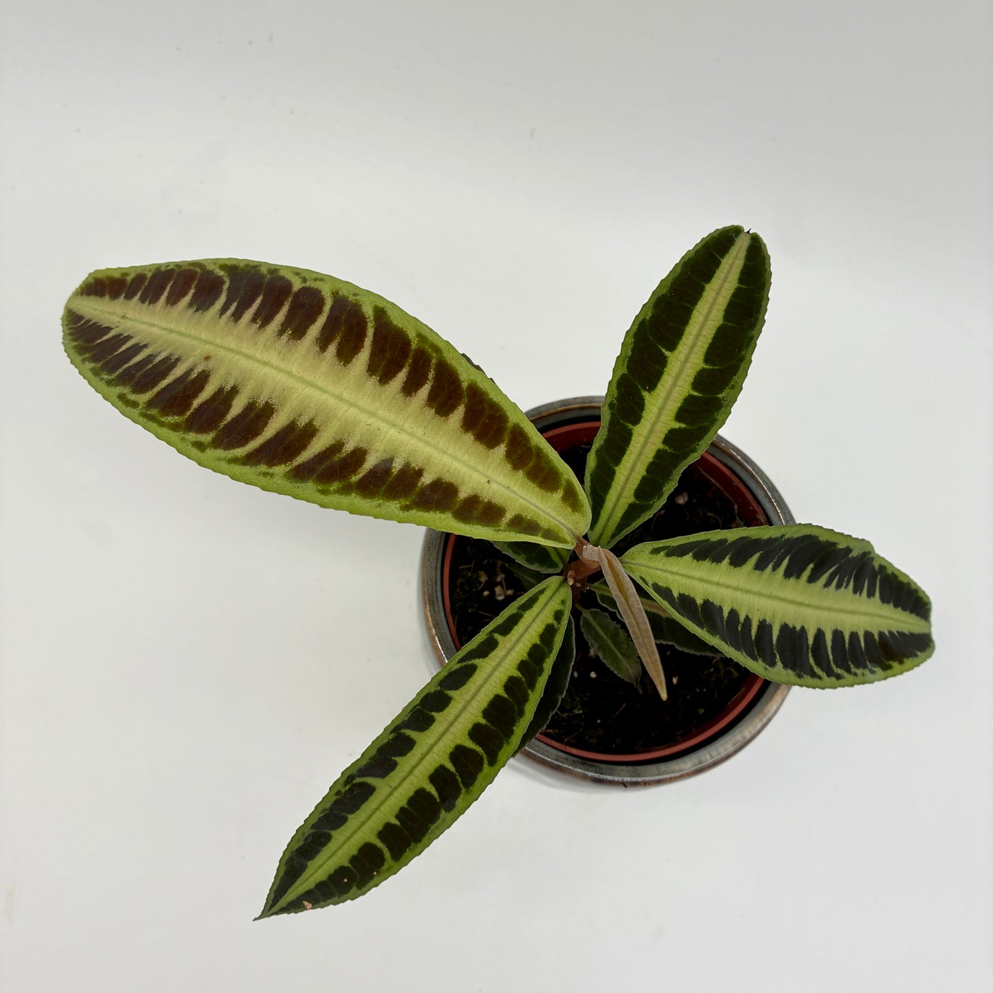 Labisia Jabi