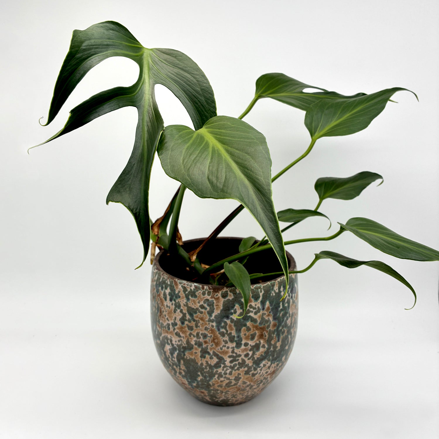 Monstera Burle Marx Flame – Berlinplant