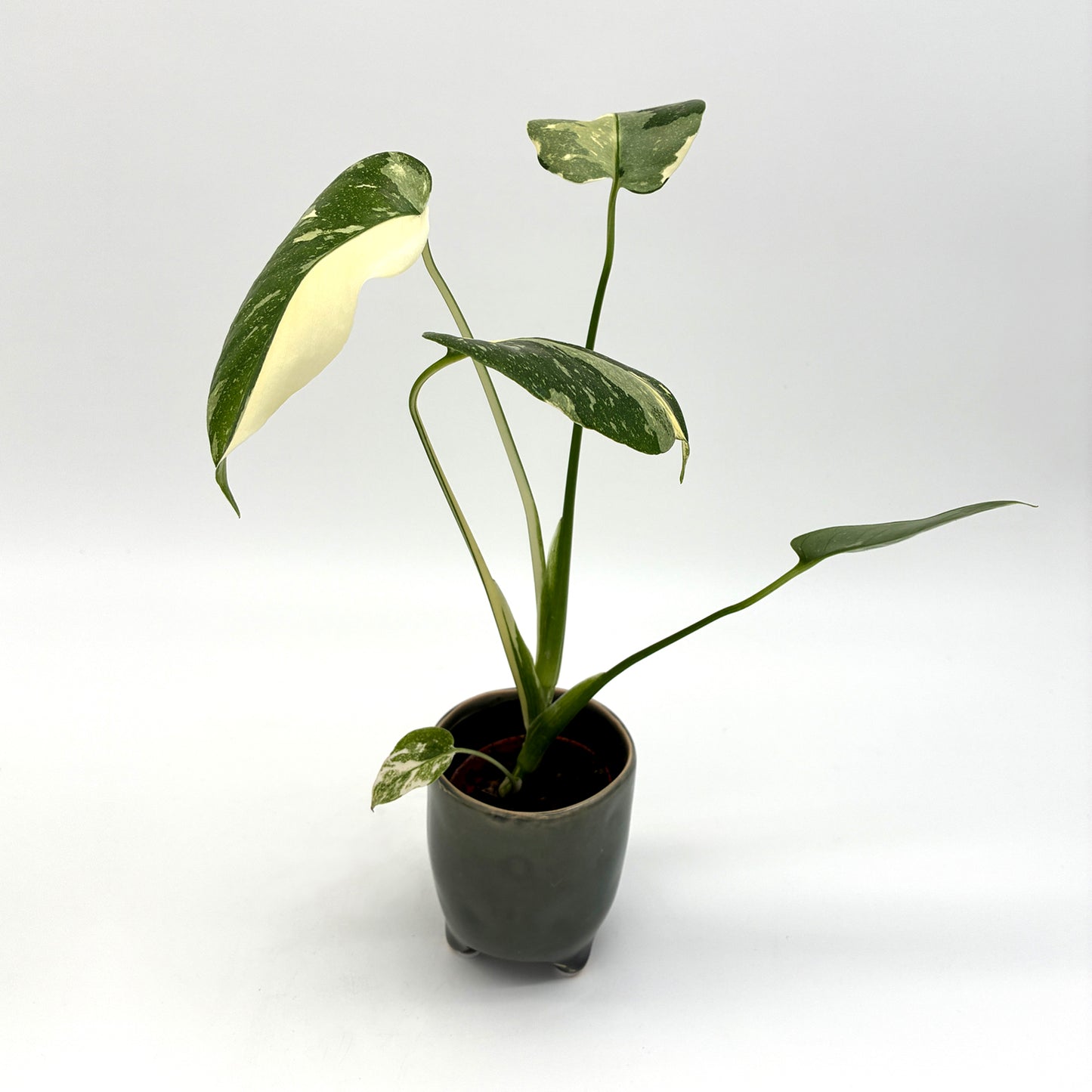 Monstera Thai Constellation