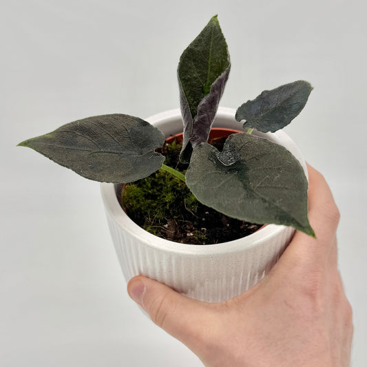Alocasia Antoro Velvet mit samtig dunkelgrünen, pfeilförmigen Blättern und markanter heller Aderung.