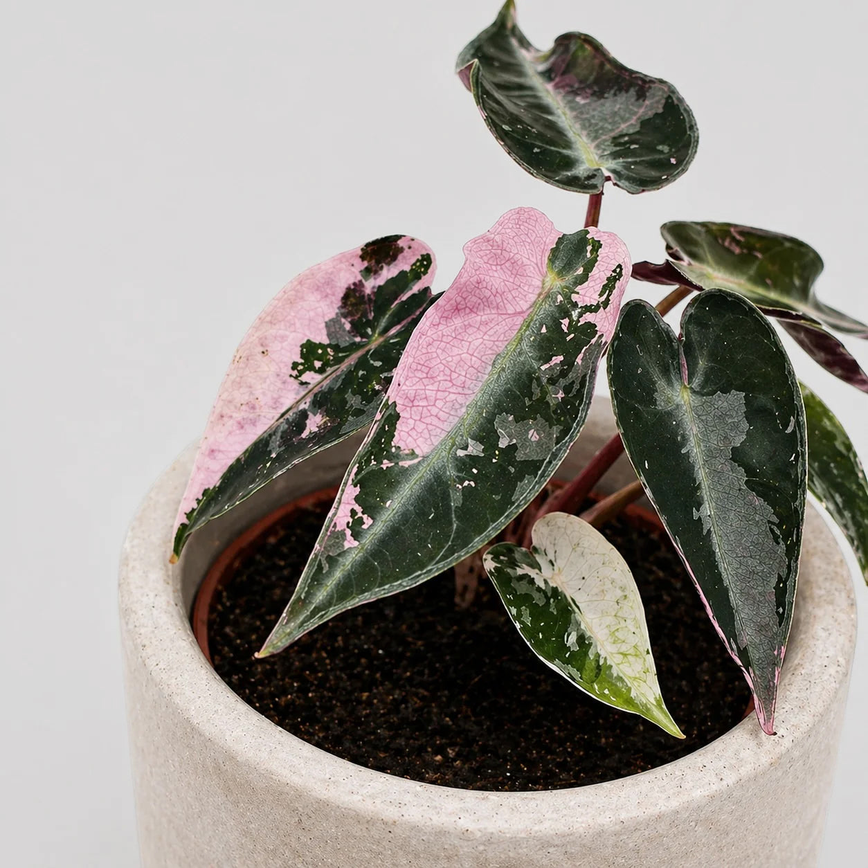 Alocasia Bambino pink variegata