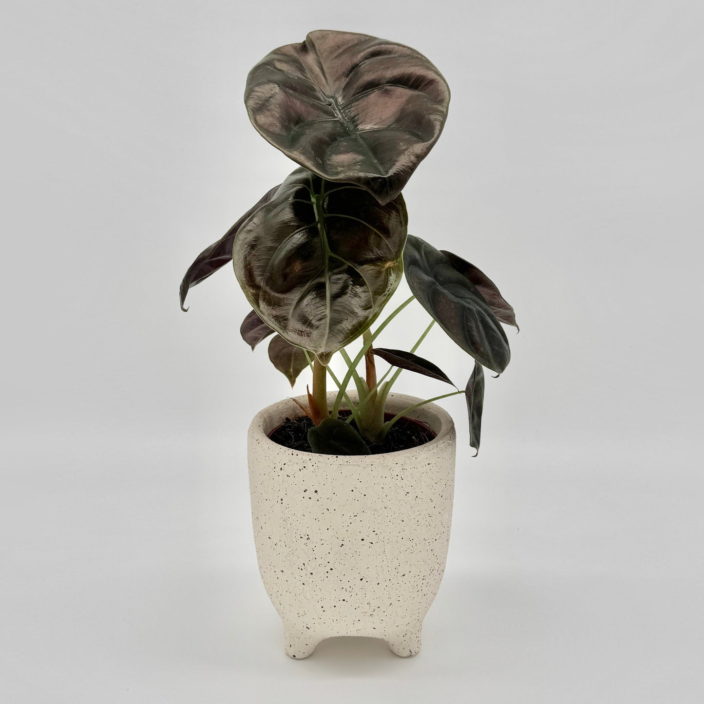 Alocasia cuprea Red Secret mit glänzenden, metallisch rötlich-braunen Blättern und tiefer Blattstruktur im 12cm Topf.