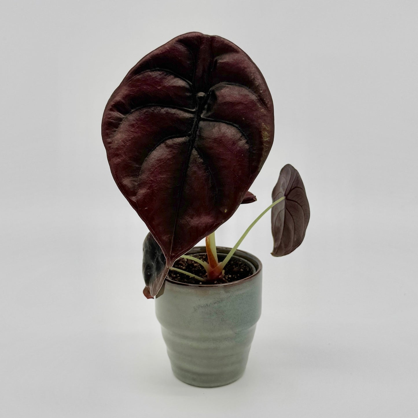 Alocasia cuprea Red Secret mit glänzenden, metallisch rötlich-braunen Blättern und tiefer Blattstruktur im 6cm Topf.