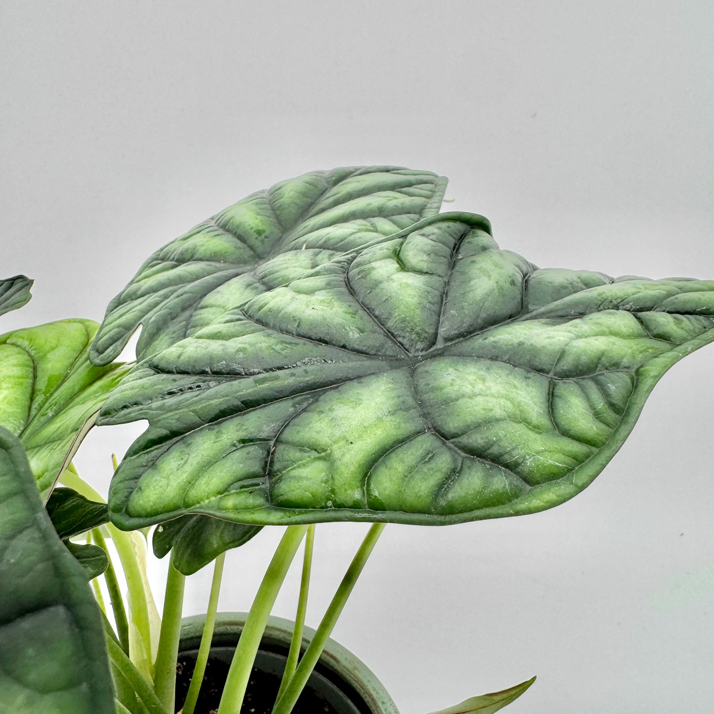 Seitliche Nahaufnahme der Alocasia Dragon Scale mit großflächigen, strukturierten Blättern in hell- und dunkelgrünen Farbverläufen, fotografiert vor hellem Hintergrund.