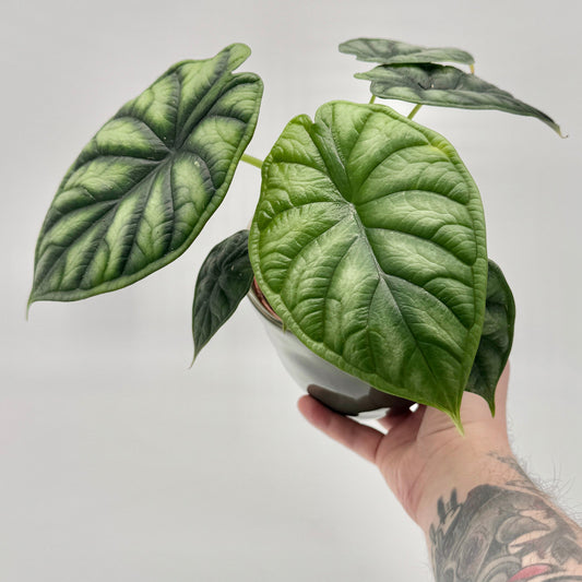 Alocasia Dragon Scale in Nahaufnahme, gehalten von einer tätowierten Hand, zeigt den faszinierenden Kontrast zwischen jungem hellgrünem und reifem dunkelgrünem Blatt vor neutralem Hintergrund.