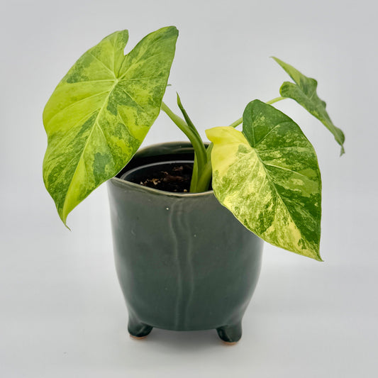 Die Alocasia gageana aurea ist eine kleine Topfpflanze mit großen, herzförmigen, grün- und gelbbunten Blättern, die vor einem schlichten hellen Hintergrund zu sehen sind.
