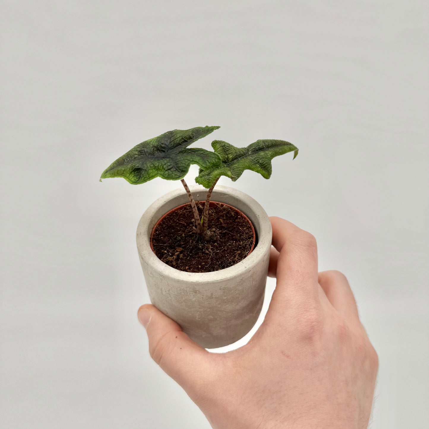 Alocasia Jacklyn