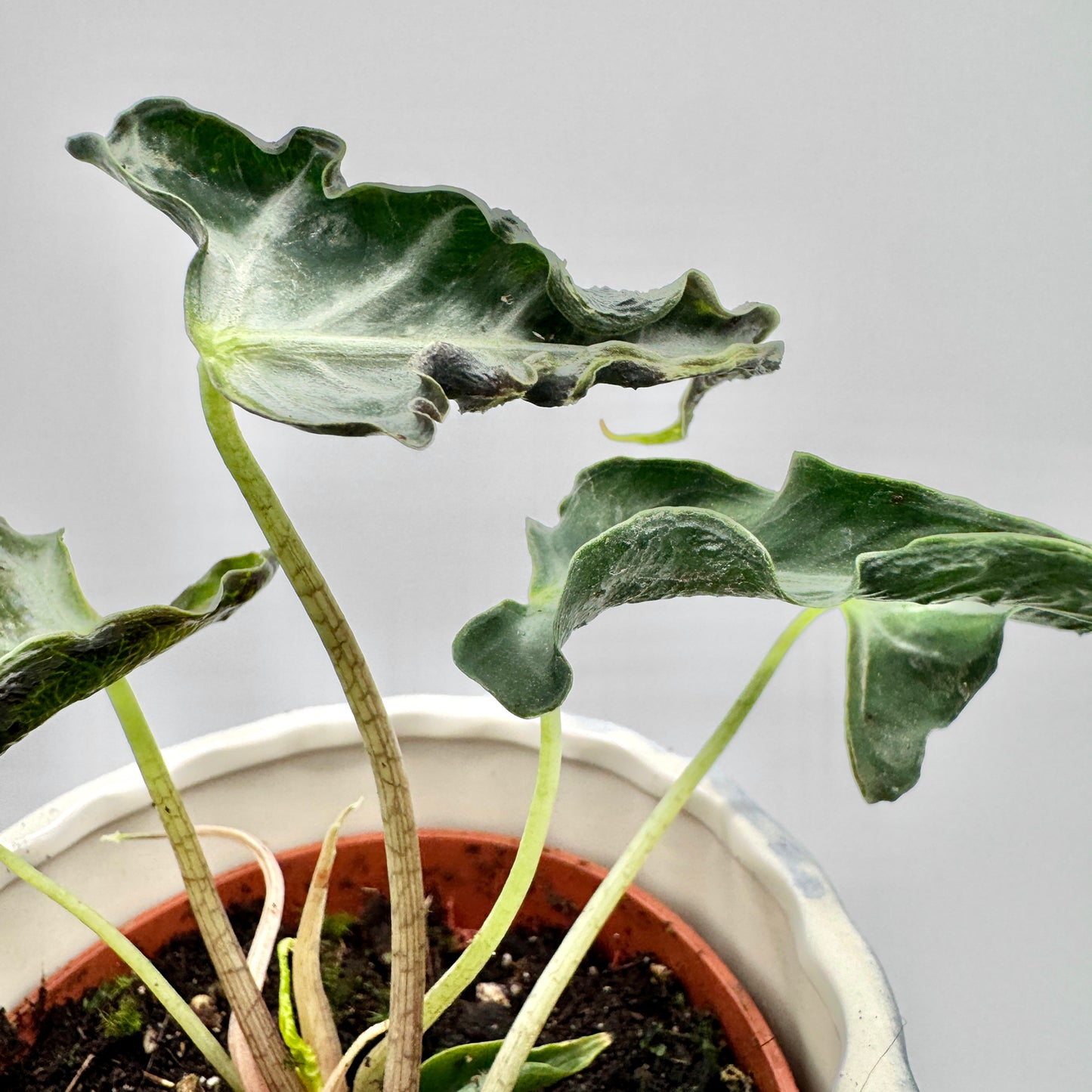 Nahaufnahme der Alocasia Loco mit dunklen, glänzenden Blättern und zarter heller Nervung, weich ausgeleuchtet vor neutralem Hintergrund.