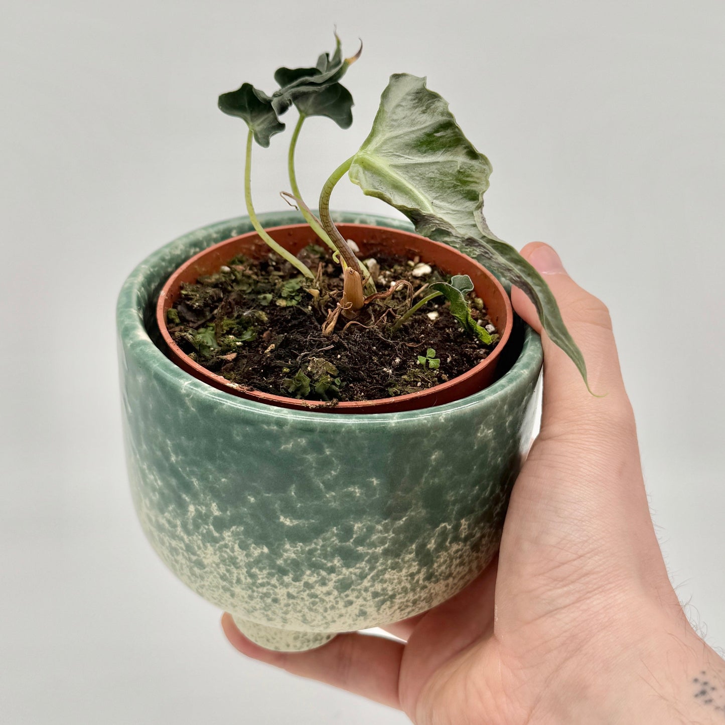 Alocasia Loco mit zwei glänzenden, schmalen, pfeilförmigen Blättern in tiefem Violett mit grünlichen Reflexen, feiner Blattstruktur und hellgrüner Mittelader, vor hellem Hintergrund fotografiert