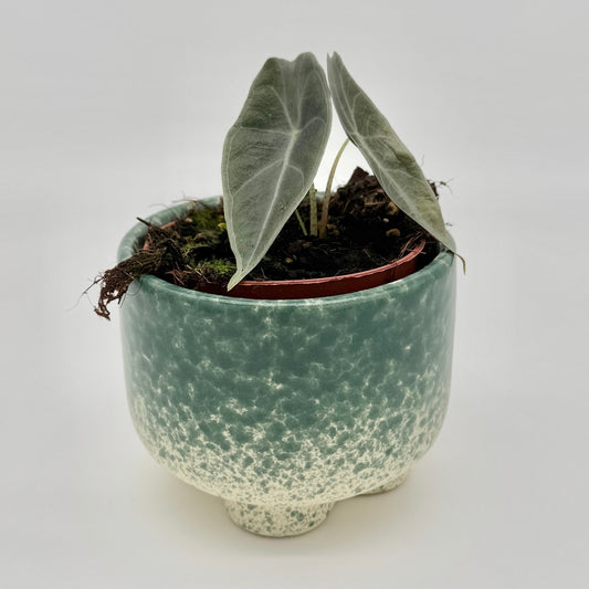 Alocasia longiloba Purple mit drei lanzettlich geformten, dunkelgrünen Blättern mit violettem Schimmer und hellen Adern, leicht gewellte Blattränder, vor hellem Hintergrund fotografiert