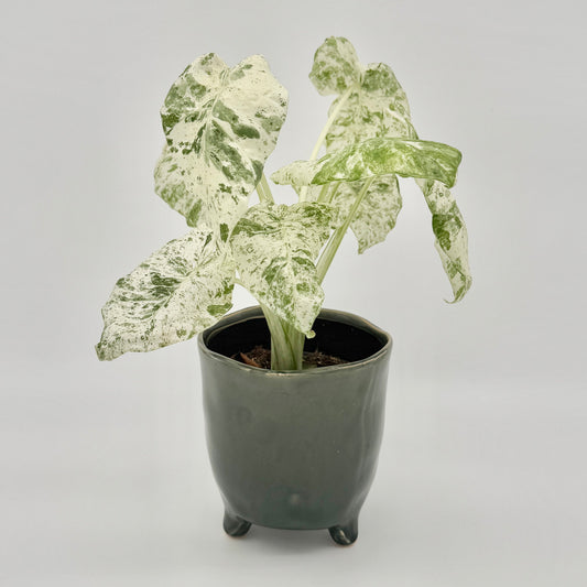 Alocasia macrorrhizos Camouflage mit mehreren pfeilförmigen Blättern in leuchtendem Hellgrün mit unregelmäßiger dunkelgrüner Marmorierung, aufrecht wachsend, vor hellem Hintergrund fotografiert