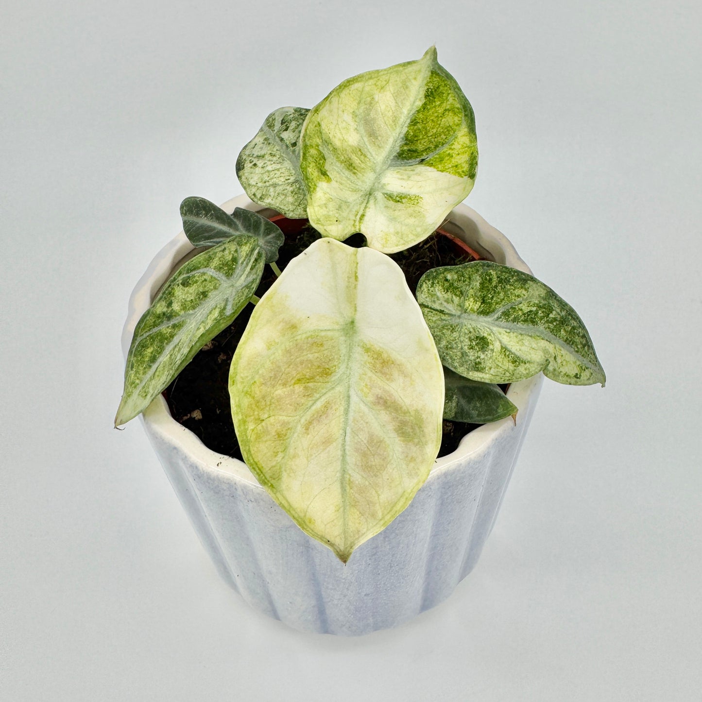 Obere Ansicht einer Alocasia Ninja Tricolor mit kontrastreichen Blattmustern aus hellem Creme und tiefem Grün, fotografiert vor neutralem Hintergrund für klare Produktpräsentation