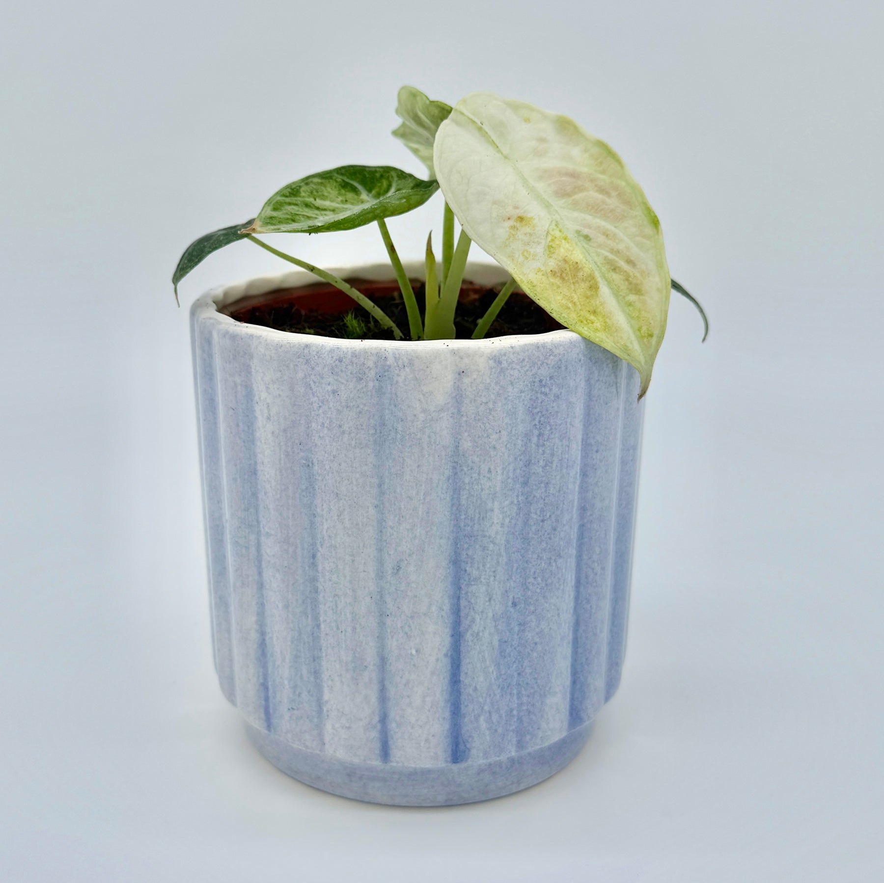 Seitliche Perspektive einer Alocasia Ninja Tricolor mit markanter Blattstruktur und sanfter Farbverläufe von Weiß zu Grün, vor hellem Hintergrund optimal inszeniert