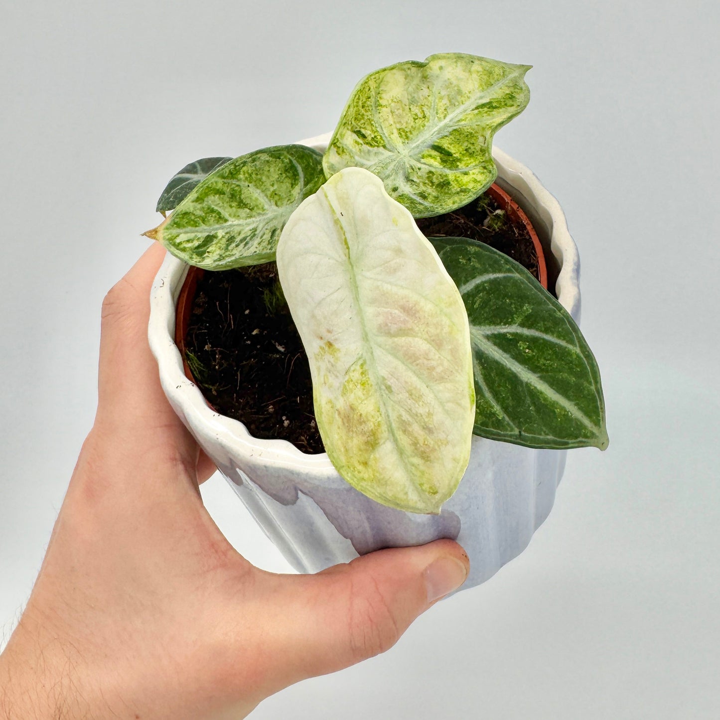 Detailaufnahme einer Alocasia Ninja Tricolor aus der Hand gehalten, mit elegant geäderten Blättern in grün-weißer Panaschierung – realistische Darstellung für SEO-optimierte Produktfotos