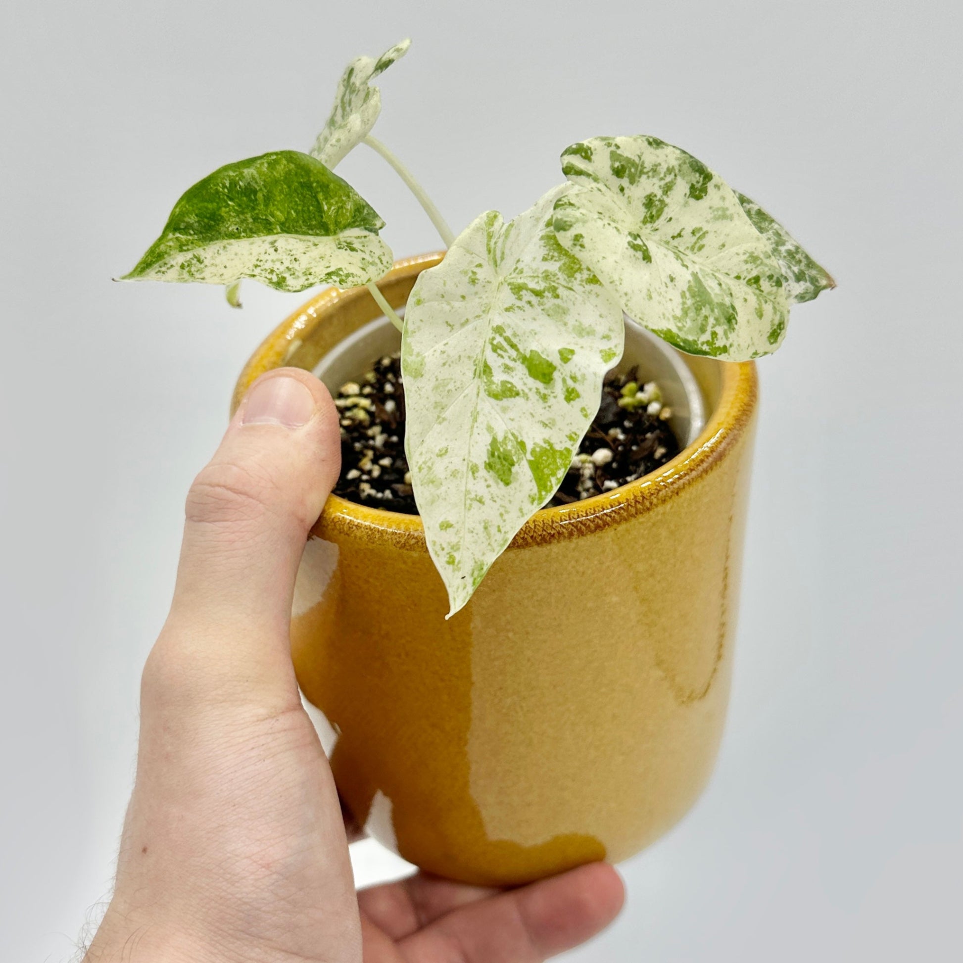 Alocasia odora Variegata Batik mit großem, pfeilförmigem Blatt in kräftigem Grün mit auffälligem cremeweißen Batik-Muster und unregelmäßiger Zeichnung, stehend in hellem Licht vor neutralem Hintergrund fotografiert