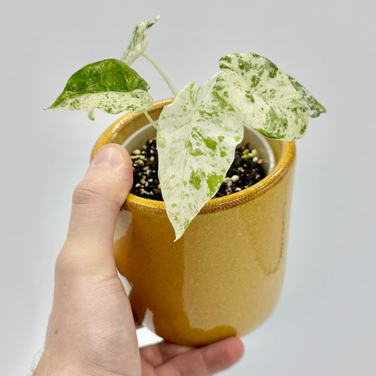 Alocasia odora Variegata Batik mit großem, pfeilförmigem Blatt in kräftigem Grün mit auffälligem cremeweißen Batik-Muster und unregelmäßiger Zeichnung, stehend in hellem Licht vor neutralem Hintergrund fotografiert