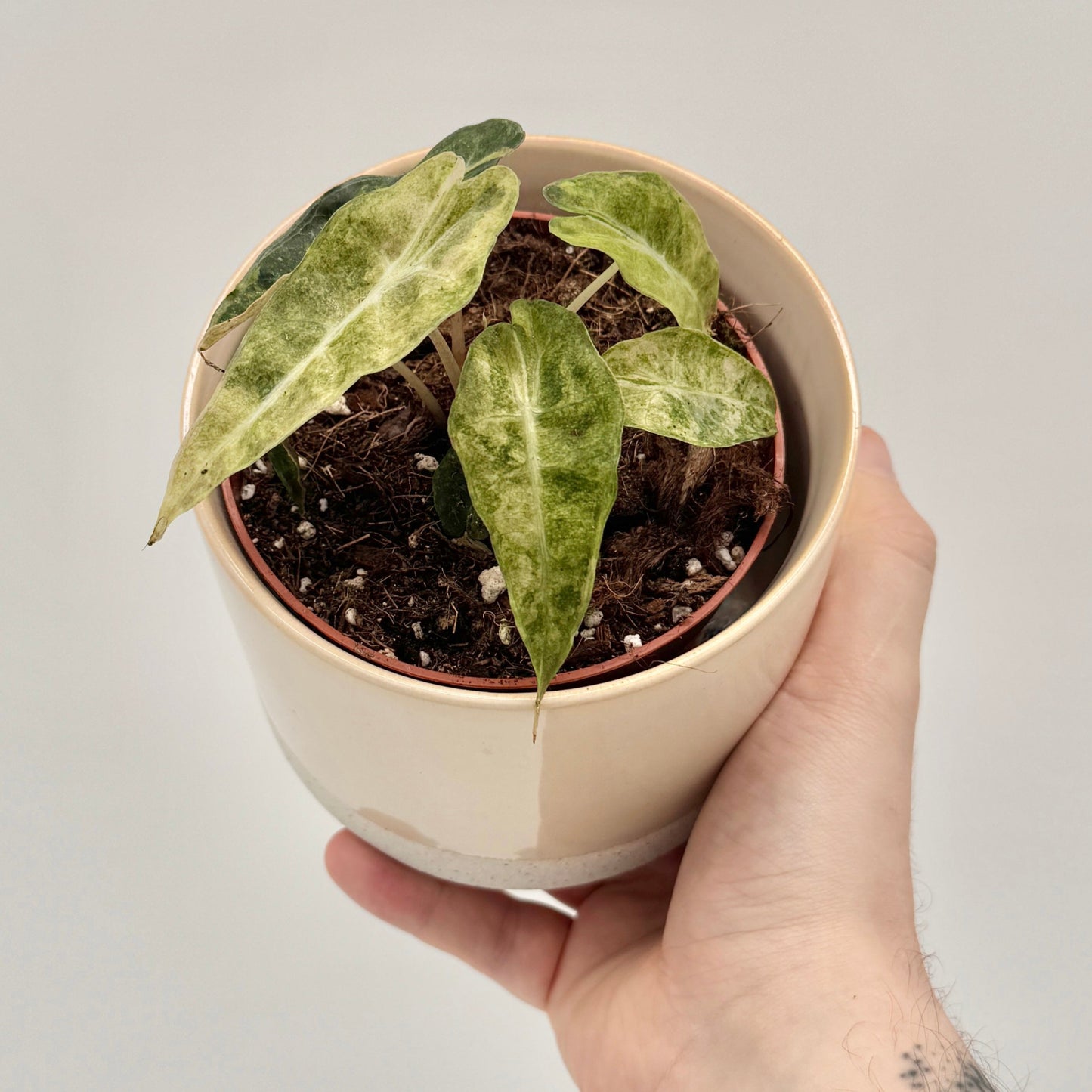 Alocasia polly Yellow Variegata mit glänzend dunkelgrünen, gezackten Blättern und auffälliger gelb-weißer Panaschierung entlang der Hauptadern, vor hellem Hintergrund fotografiert