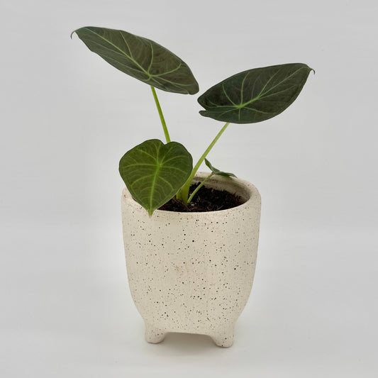 Alocasia Regal Shields mit großen, rundlich-pfeilförmigen, dunkelgrünen Blättern mit samtiger Oberfläche und heller, kontrastreicher Aderung, vor hellem Hintergrund fotografiert