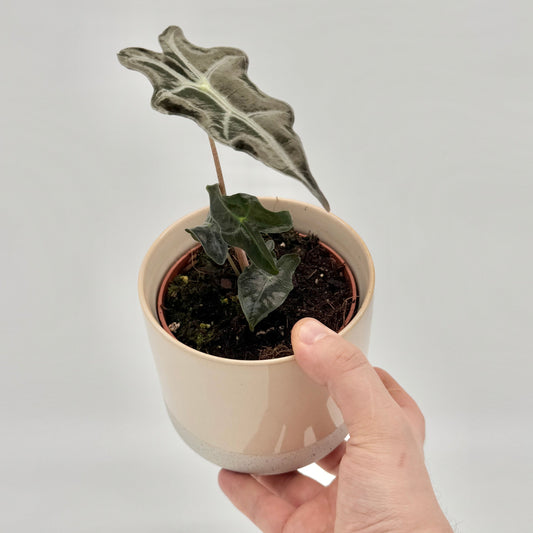 Alocasia sanderiana Nobilis mit schmalen, glänzend dunkelgrünen Blättern in auffälliger Pfeilform und stark kontrastierender, weißer Aderung, vor hellem Hintergrund fotografiert