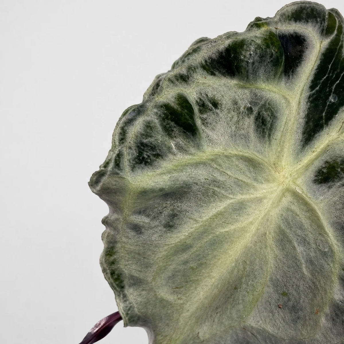 Blattmitte einer Alocasia Venom in Nahaufnahme: helle Adern strahlen sternförmig aus, dazwischen dunkelgrüne Felder, unten der weinrote Blattstiel.