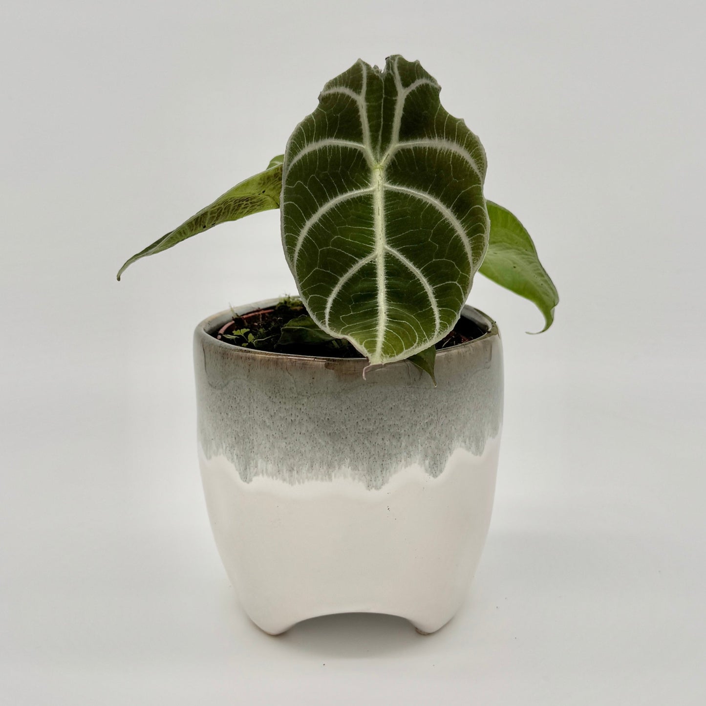 Alocasia watsoniana mit einem großen, glänzenden, tief dunkelgrünen Blatt in ovaler Schildform mit markanter, silbrig-weißer Aderung und leicht gewellten Blatträndern, vor hellem Hintergrund fotografiert