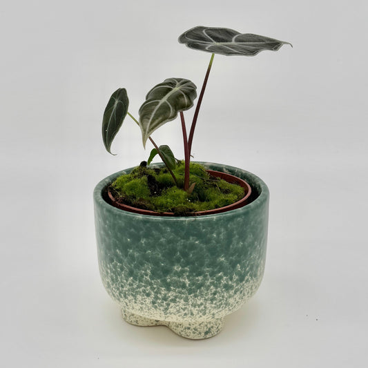 Alocasia watsoniana Red Vein mit großem, glänzend dunkelgrünem Blatt in breiter Pfeilform, deutlich rötlich gefärbten Blattadern und gewelltem Blattrand, vor hellem Hintergrund fotografiert