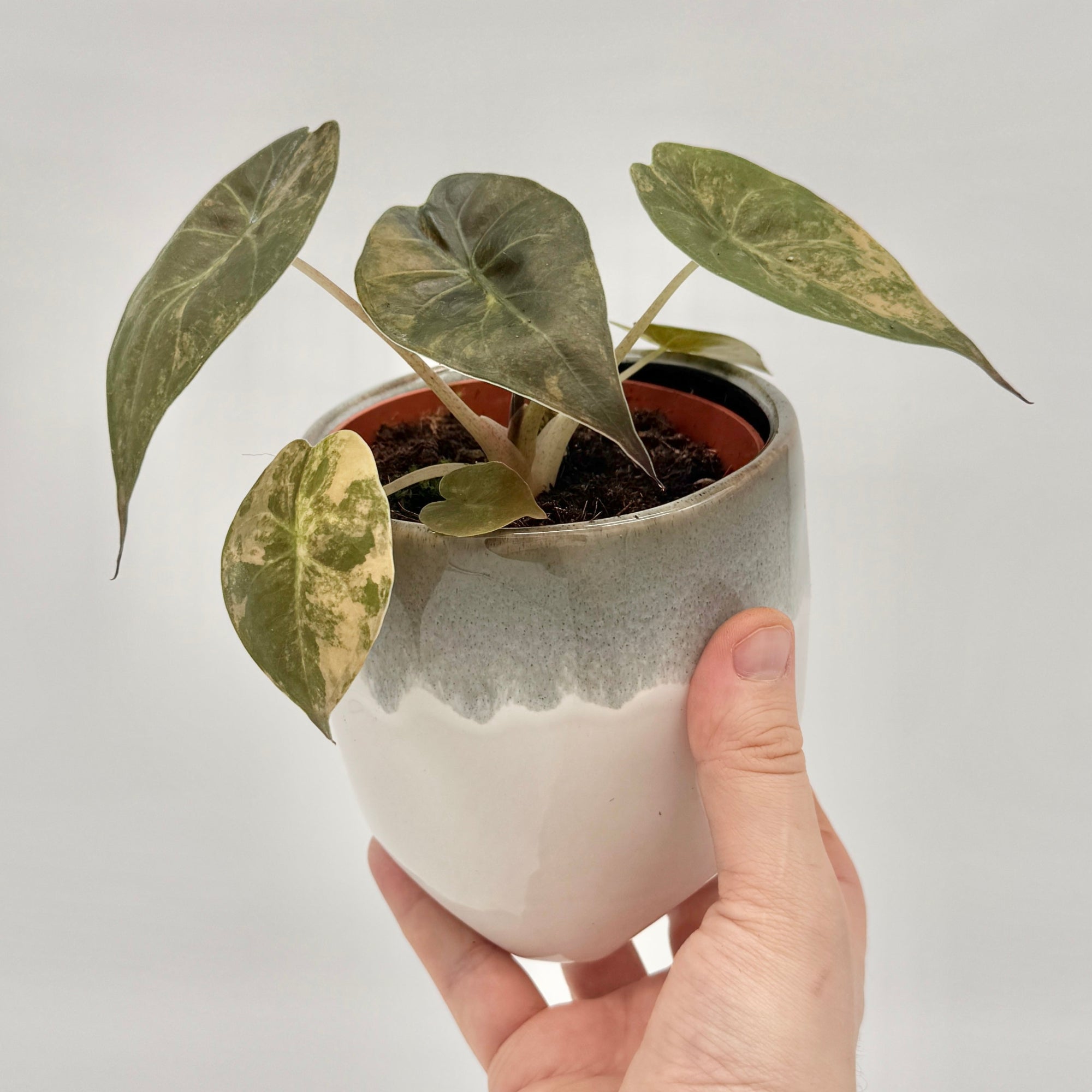 Alocasia Wentii Aurea Kaufen Seltene Alocasia Mit Gold F rbung alocasia-wentii-aurea-kaufen-seltene-alocasia-mit-gold-f-rbung