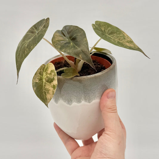 Alocasia wentii Aurea