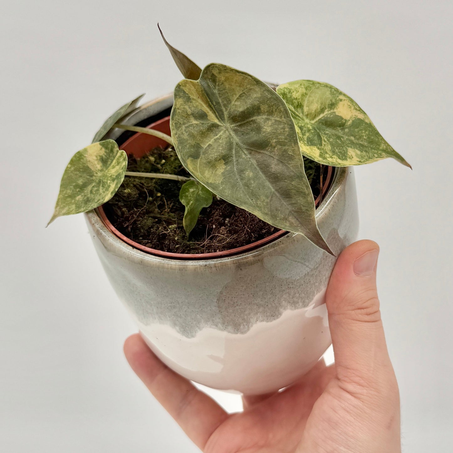 Alocasia wentii Aurea