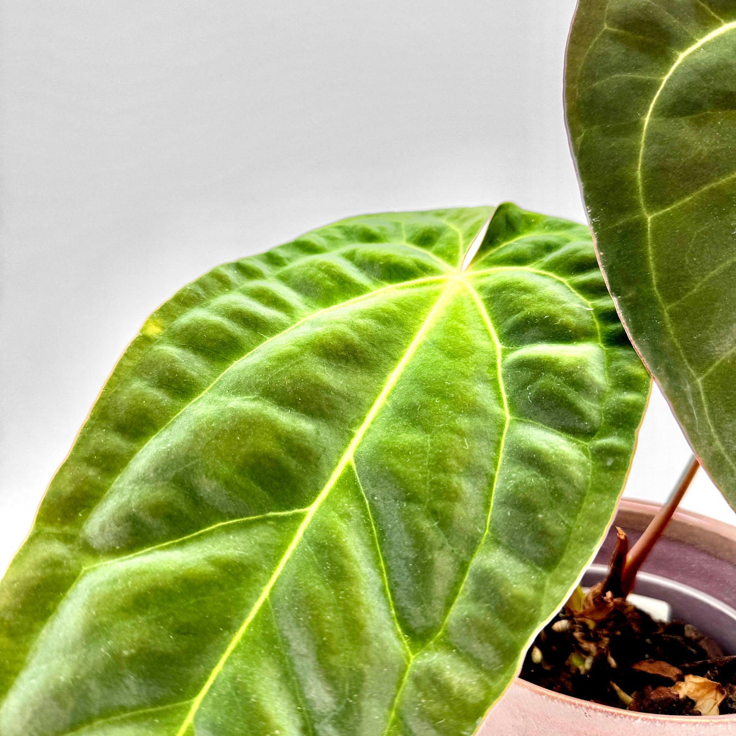 Detailfokus auf das strukturierte Blatt einer Anthurium besseae aff x papillilaminum mit feinen Adern und leicht glänzender, samtiger Textur, präsentiert vor einem neutral weißen Hintergrund.