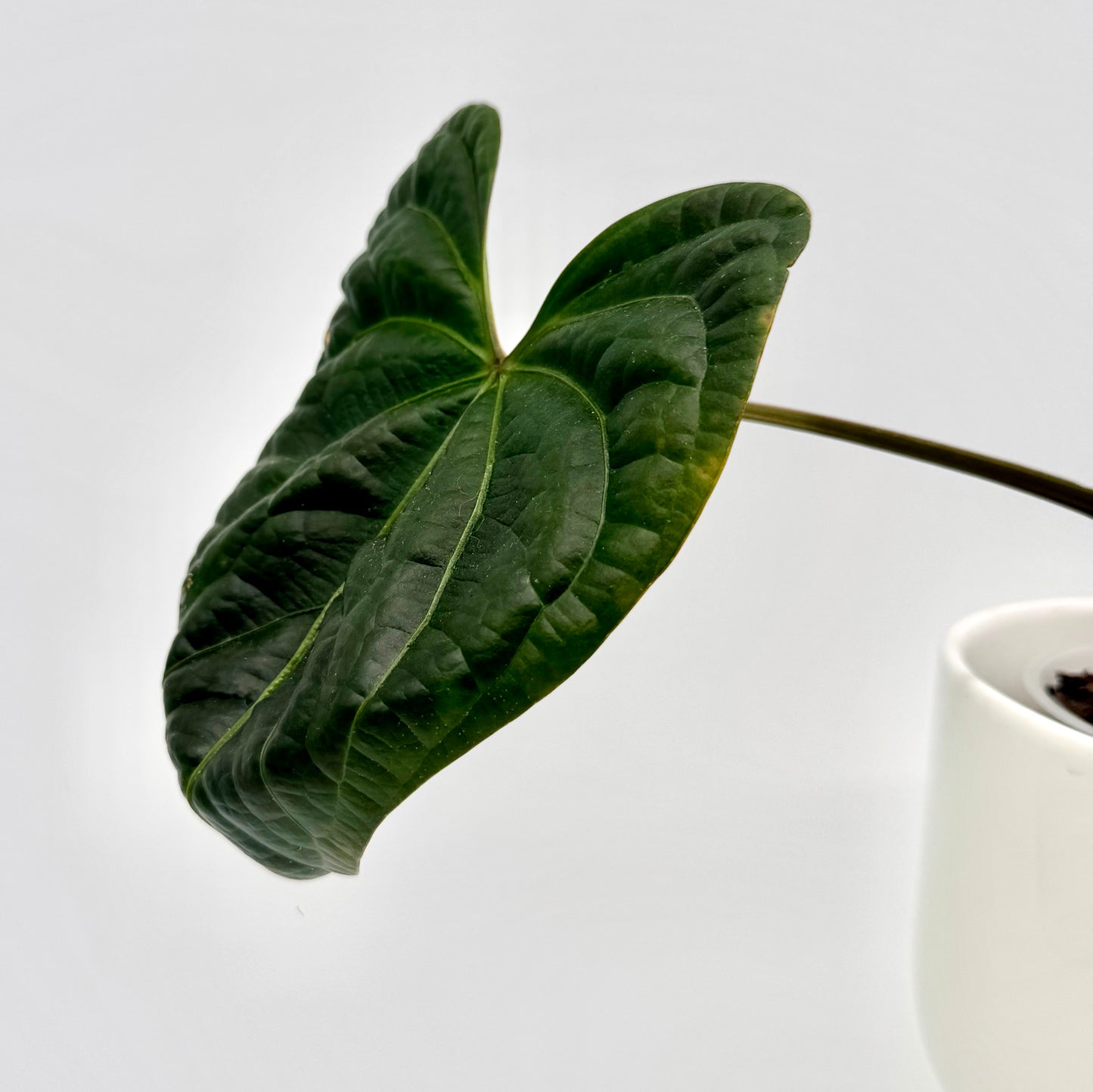 Seitenansicht eines Anthurium besseae x luxurians Blatts mit leicht glänzender, lederartiger Struktur und kräftiger Aderung, elegant über den weißen Topfrand geneigt vor neutralem Hintergrund.
