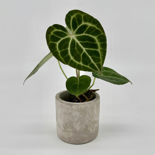 Die Berliner Pflanze Anthurium clarinervium mit ihren großen herzförmigen grünen Blättern mit weißen Adern wird in einem eleganten grauen Betontopf geliefert – eine ideale Einsteigerpflanze für Ihren Raum.