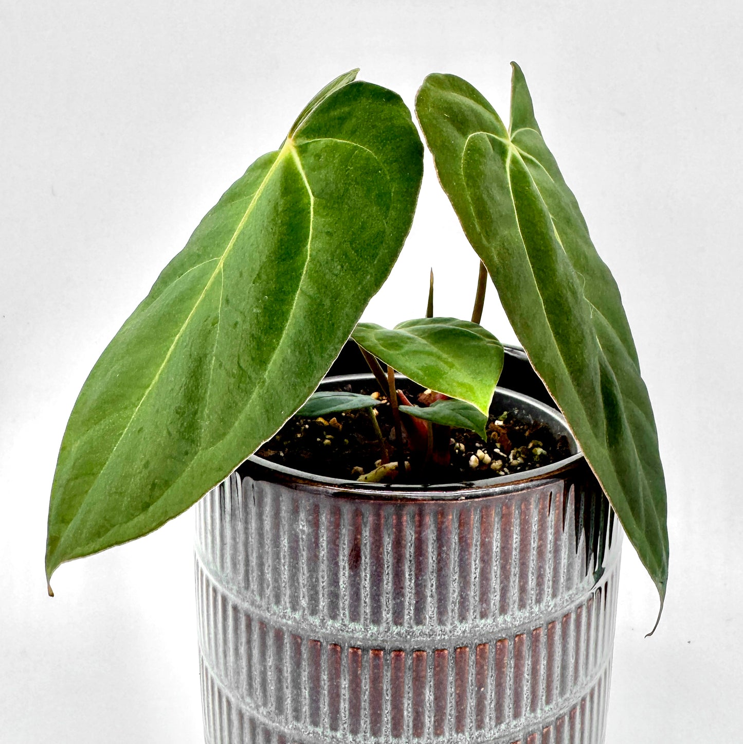 Anthurium Crystal Sky x papillilaminum mit mehreren großen, dunkelgrünen Blättern in einem gerillten Keramiktopf, zentral vor hellem Hintergrund arrangiert.